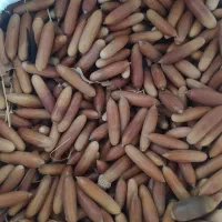 بلوط تازه|خوردنی و آشامیدنی|سردشت, |دیوار