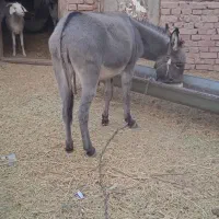 الاغ ماده|حیوانات مزرعه|کرمان, |دیوار