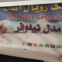 تشک طبی رویال اصل