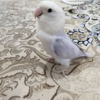 طوطی برزیلی ـ کوتوله|پرنده|محمدیه-قزوین, |دیوار