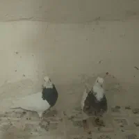 کفتر فروشی بضمانت تخم جوجه و پرش|پرنده|تربت‌حیدریه, حاجی یار‎|دیوار