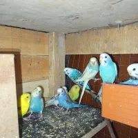 فروش مرغ عشق|پرنده|قشم, |دیوار