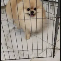 پامرخرسی جنسیت نر|سگ|مشهد, الهیه|دیوار