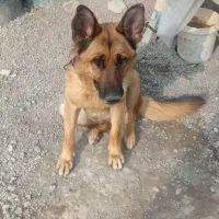 سگ ژرمن
