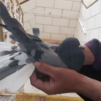 کبوتر پر (۵عدد)|پرنده|شهرکرد, |دیوار