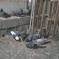 دسته کبوتر|پرنده|کوه چنار, |دیوار