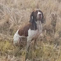 سگ شکاری پویینتر|سگ|چاف و چمخاله, |دیوار