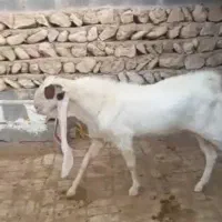 فروش بز و کهره و پازن کاموری و گلابی|حیوانات مزرعه|علامرودشت, |دیوار