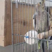 ماده بالغ عروس هلندی