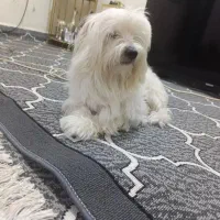 سگ پاکوتاه