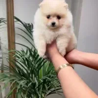 پامر خرسی عروسکی|سگ|رشت, دیانتی|دیوار