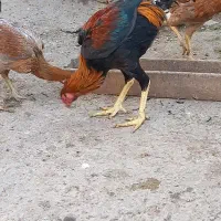 با سلام فروشی درجه‌ یک|حیوانات مزرعه|خان ببین, |دیوار