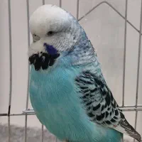 مرغ عشق انگلیسی ماده|پرنده|بابلسر, |دیوار