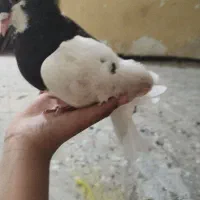 کبوتر نر خوشرنگ کاملا دستی