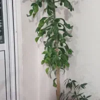 یک عدد گل خانگی