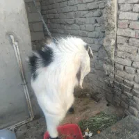 پلچن بزرگ هیکلی ودورگ|حیوانات مزرعه|سراوان, |دیوار