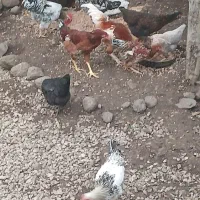 فروش مرغ وخروس ارگانیک محلی|حیوانات مزرعه|چوبر, |دیوار