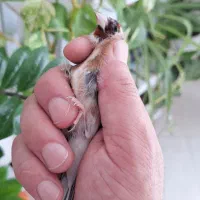 سهره دورگه.|پرنده|تهران, وردآورد|دیوار