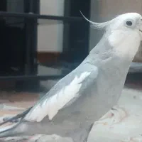 عروس هلندی|پرنده|مشهد, تربیت (صدف)|دیوار