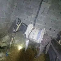 خر نر ۴ساله|حیوانات مزرعه|شیروان (خراسان), |دیوار