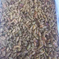 فروش ویژه کشمش سبز وزرد|خوردنی و آشامیدنی|کاشمر, |دیوار