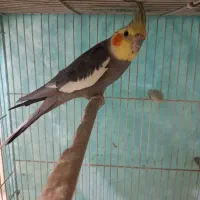 عروس هلندی جفت|پرنده|مشهد, زمرد|دیوار