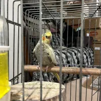 عروس هلندی نر و ماده مولد|پرنده|شهریار, شهریار|دیوار