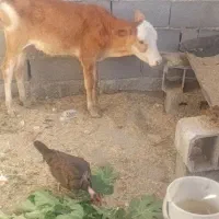 گاو