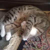 گربهDSH