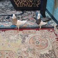 نقاشی چهره شما،نقاشی سه بعدی3d|تابلو، نقاشی، عکس|آبادان, |دیوار