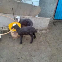 بره شیری ۶۸۰۰