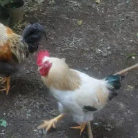 مرغ و خروس|حیوانات مزرعه|چابکسر, |دیوار