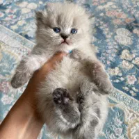 بچه گربه های گوگولی