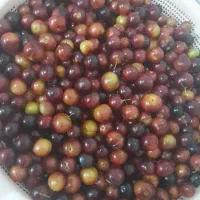 آلوچه محلی