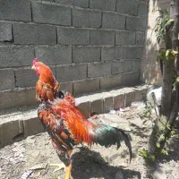 خروس لاری نسل