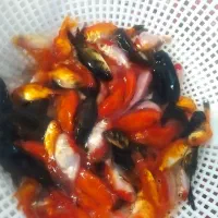 ماهی قرمز ،کوی ،کپور ،اکواریوم وتنگ