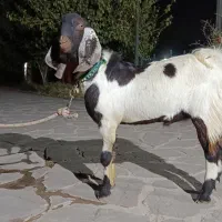 نر بز پاکستانی دوقلو زا|حیوانات مزرعه|پاکدشت, پاکدشت (مامازند)|دیوار