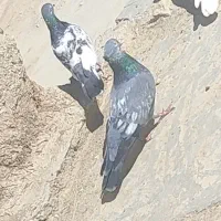 کبوتر نر ماده