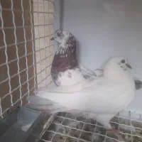 کبوتر جوجه و مادرش