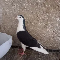 یک عدد کبوتر سیاه پشت ماده شکاری