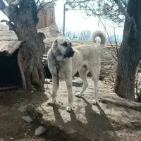 سگ کانگال