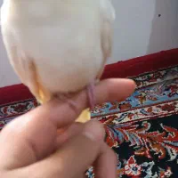 عروسه هلندی دستی نر|پرنده|هندیجان, |دیوار