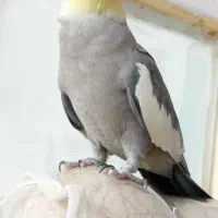 دو عدد عروس هلندی سخنگو