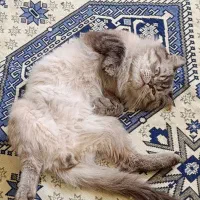 واگزاری گربه میکیس