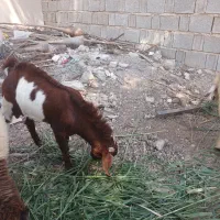 کهره نر|حیوانات مزرعه|چغادک, |دیوار