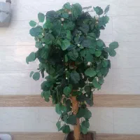 «درختچه مناسب باغچه و بالکن»