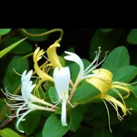 گل رزدوساله، گل یاس، گل کاغذی ، نهال صنوبر|گل و گیاه طبیعی|ایلام, |دیوار