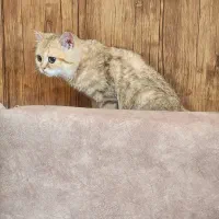 گربه گلد تبی|گربه|بومهن, |دیوار