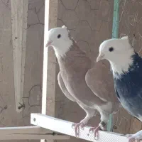 یک جفت هما زرد و سرول