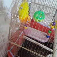 طوطی برزیلی ماده